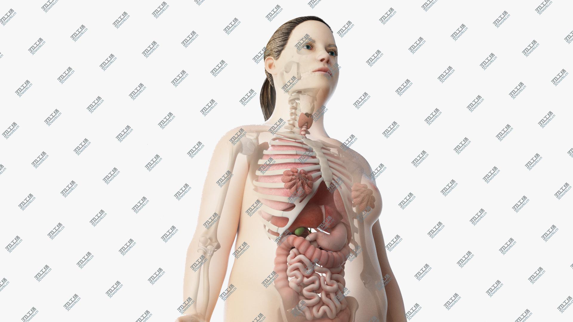 images/goods_img/20210313/Obese Female Skin, Skeleton And Organs Rigged 3D model/1.jpg